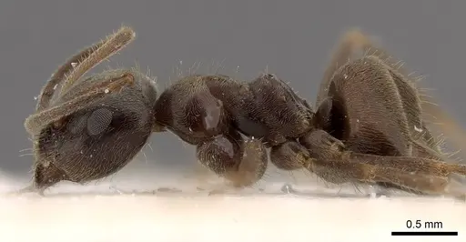 Lasius platythorax - CASENT0915593