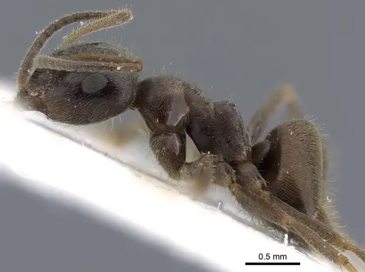 Lasius platythorax - CASENT0915593