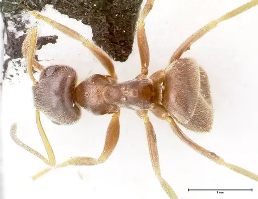 Lasius platythorax - FOCOL0745
