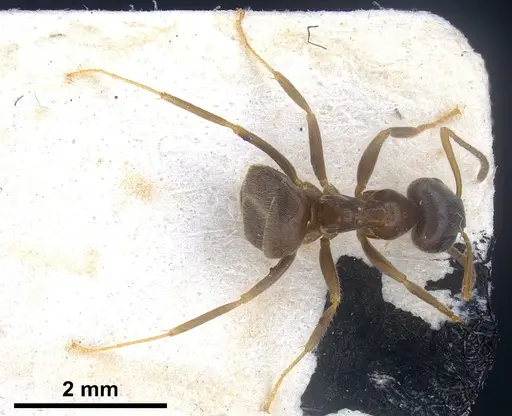 Lasius platythorax - FOCOL0745