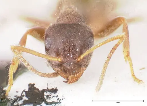Lasius platythorax - FOCOL0745