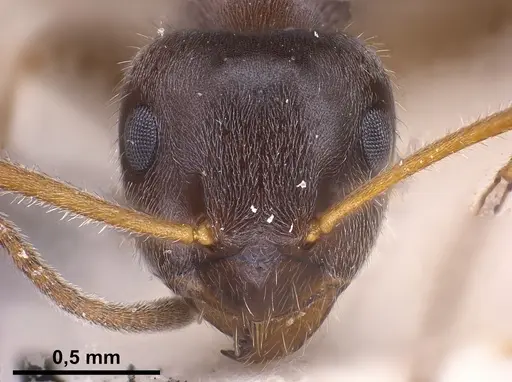 Lasius platythorax - FOCOL0745