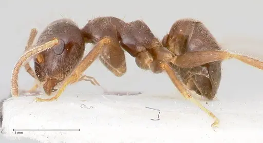 Lasius platythorax - FOCOL0745