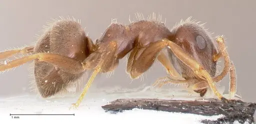 Lasius platythorax - FOCOL0745