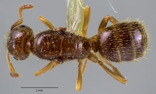 Lasius plumopilosus specimen