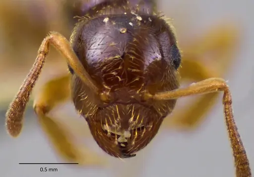 Lasius plumopilosus specimen