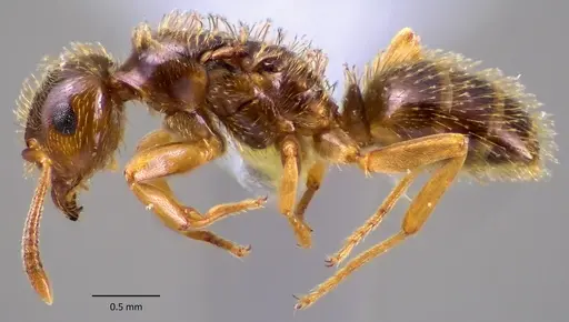 Lasius plumopilosus specimen