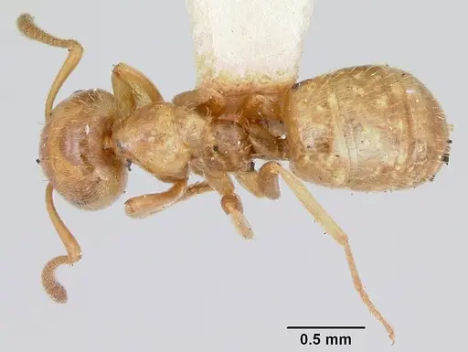 Lasius plumopilosus - CASENT0103493