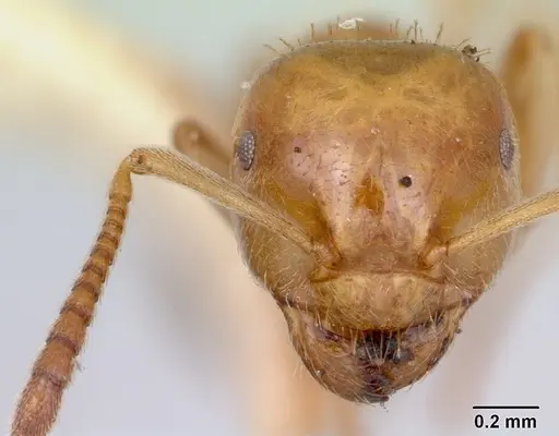 Lasius plumopilosus - CASENT0103493