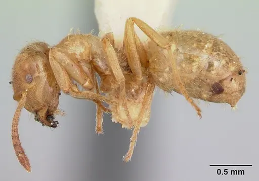 Lasius plumopilosus - CASENT0103493