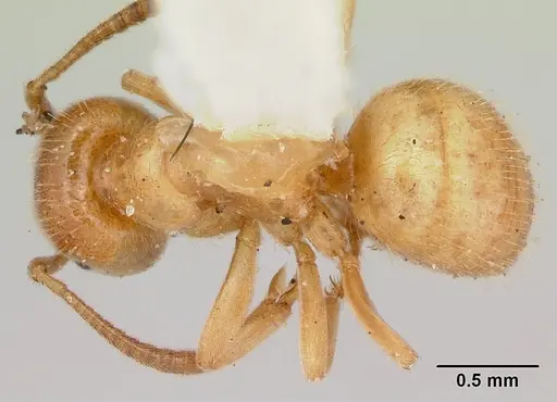Lasius plumopilosus - CASENT0105575