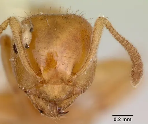 Lasius plumopilosus - CASENT0105575
