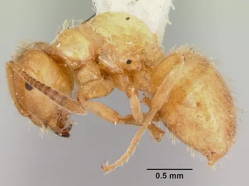 Lasius plumopilosus - CASENT0105575