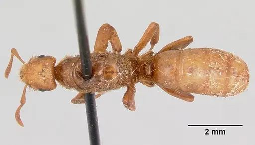 Lasius pogonogynus specimen