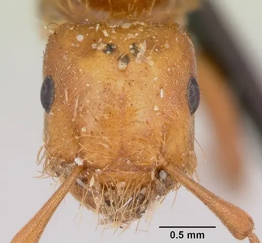 Lasius pogonogynus specimen