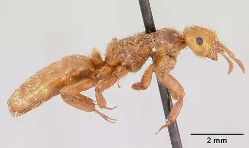 Lasius pogonogynus - CASENT0103496