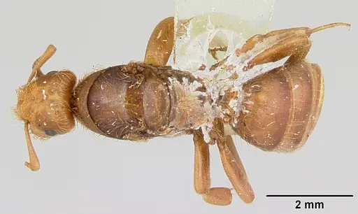 Lasius pogonogynus - CASENT0103498