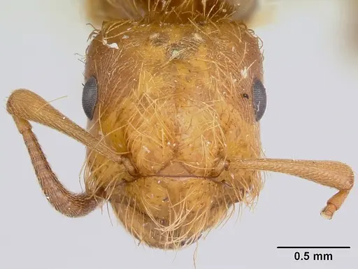 Lasius pogonogynus - CASENT0103498