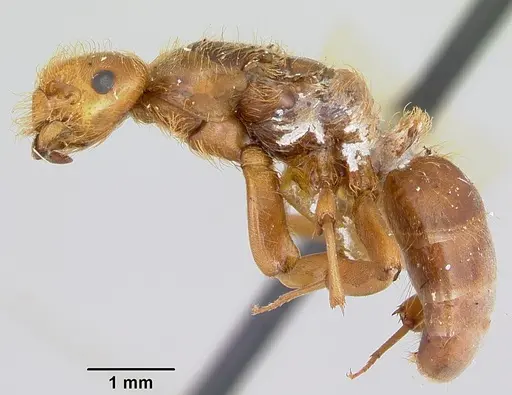 Lasius pogonogynus - CASENT0103498