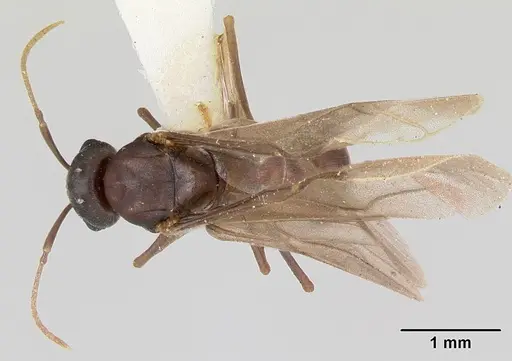 Lasius pogonogynus - CASENT0103500