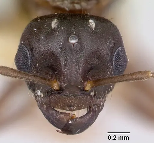 Lasius pogonogynus - CASENT0103500