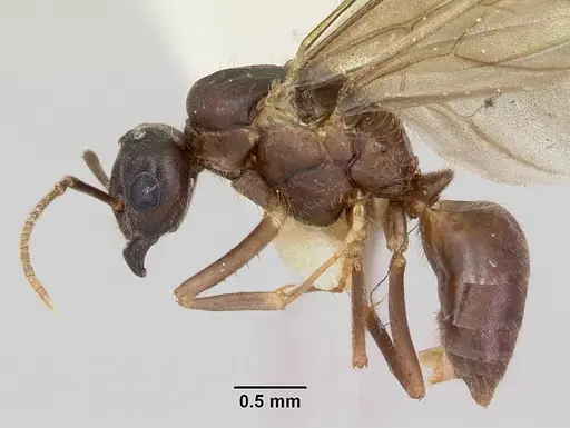 Lasius pogonogynus - CASENT0103500