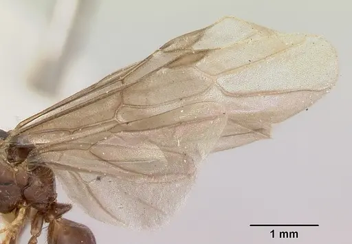 Lasius pogonogynus - CASENT0103500