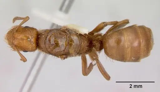 Lasius pogonogynus - CASENT0103501