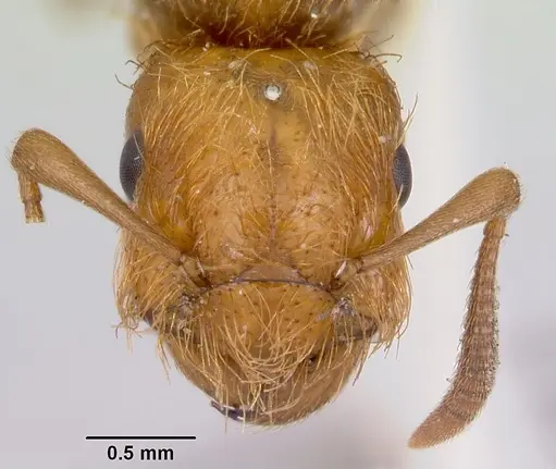 Lasius pogonogynus - CASENT0103501