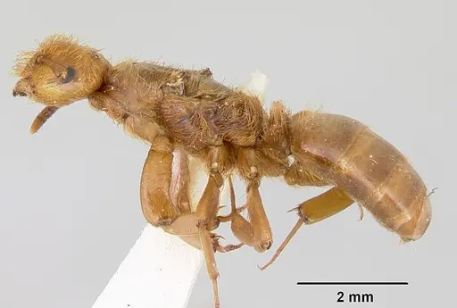 Lasius pogonogynus - CASENT0103501