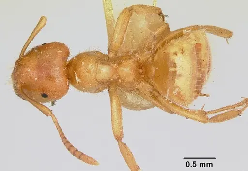 Lasius pogonogynus - CASENT0105714