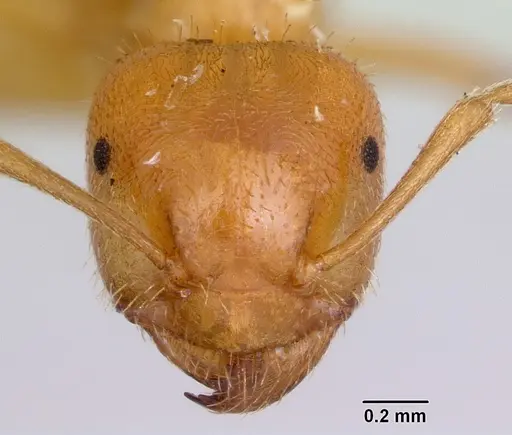 Lasius pogonogynus - CASENT0105714