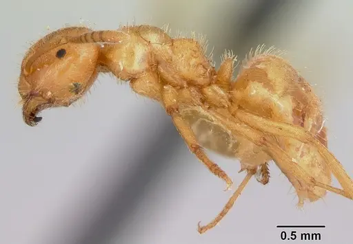 Lasius pogonogynus - CASENT0105714