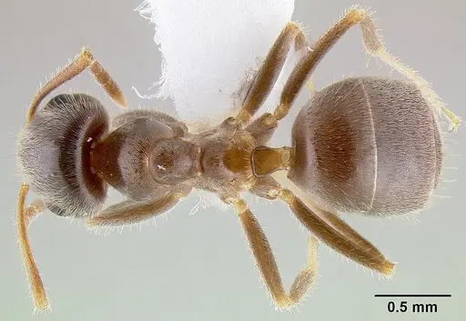 Lasius ponderosae specimen