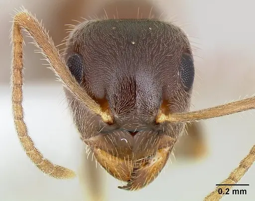 Lasius ponderosae specimen