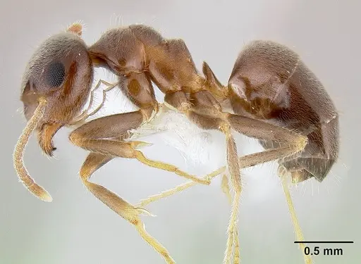 Lasius ponderosae specimen