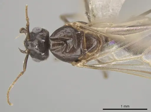 Lasius ponderosae - CASENT0639945