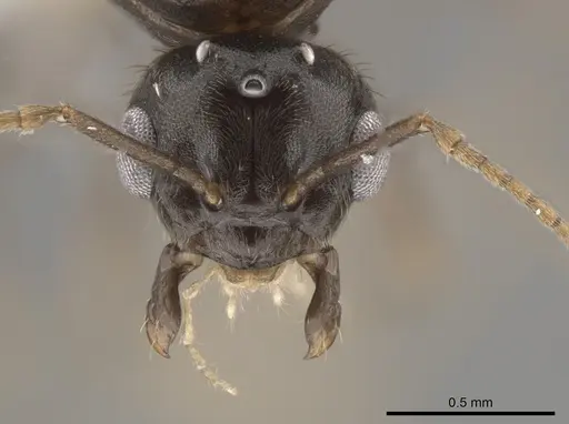 Lasius ponderosae - CASENT0639945