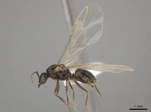 Lasius ponderosae - CASENT0639945