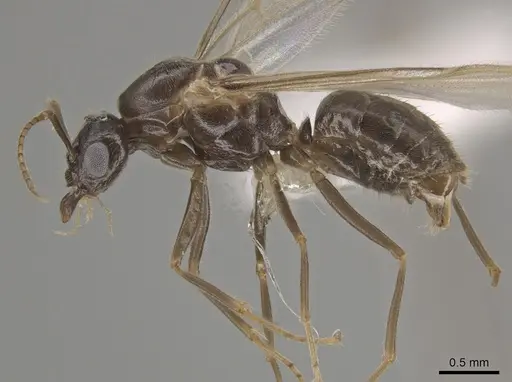 Lasius ponderosae - CASENT0639945