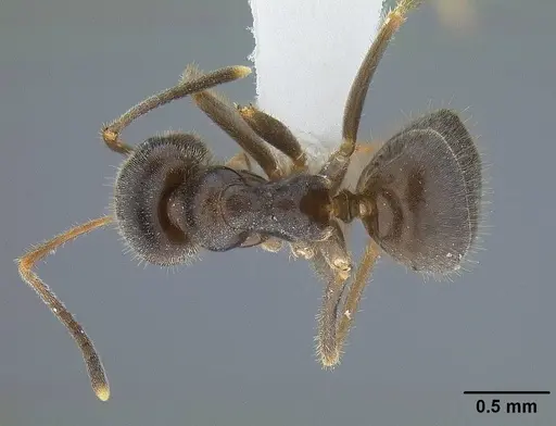 Lasius ponderosae - CASENT0732626