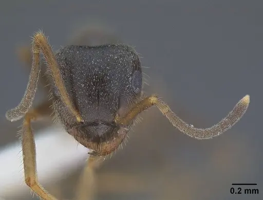Lasius ponderosae - CASENT0732626