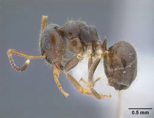 Lasius ponderosae - CASENT0732626