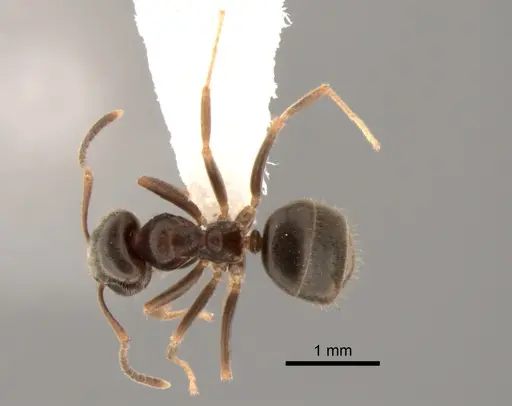 Lasius ponderosae - CASENT0882264