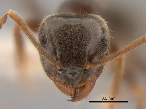 Lasius ponderosae - CASENT0882264