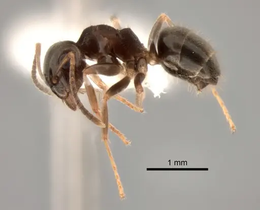 Lasius ponderosae - CASENT0882264