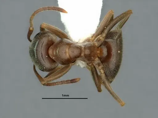 Lasius ponderosae - CASENT0883310