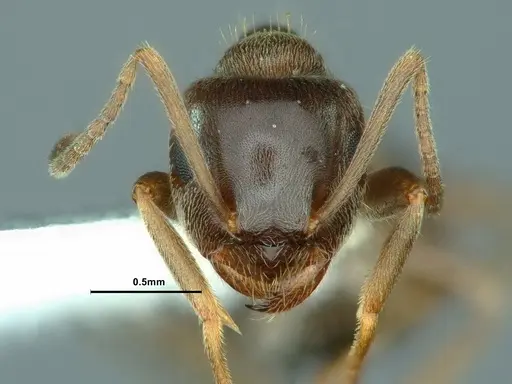 Lasius ponderosae - CASENT0883310