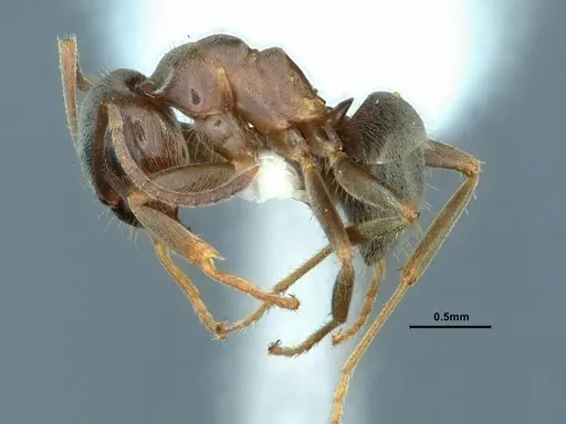 Lasius ponderosae - CASENT0883310