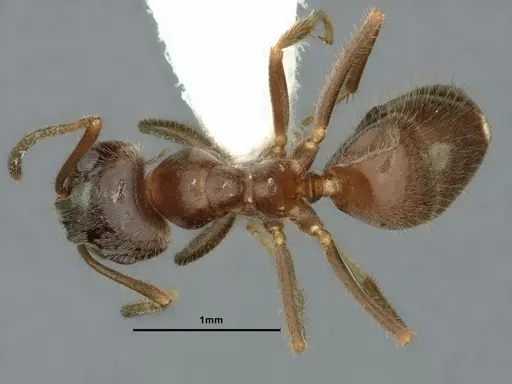 Lasius ponderosae - CASENT0883407